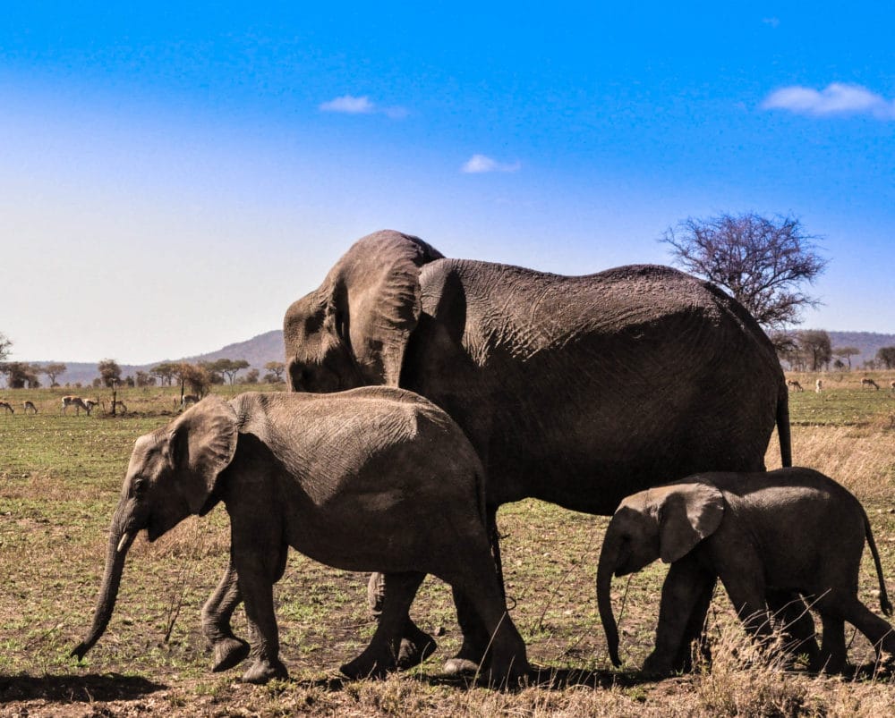 Elephants in Serengeti National Park