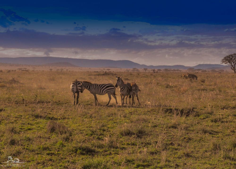 Zebra of Serengeti