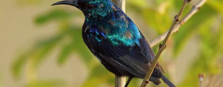 Pemba island living birds