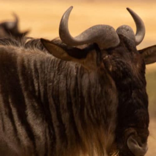 wildbeest-Ngorongoro
