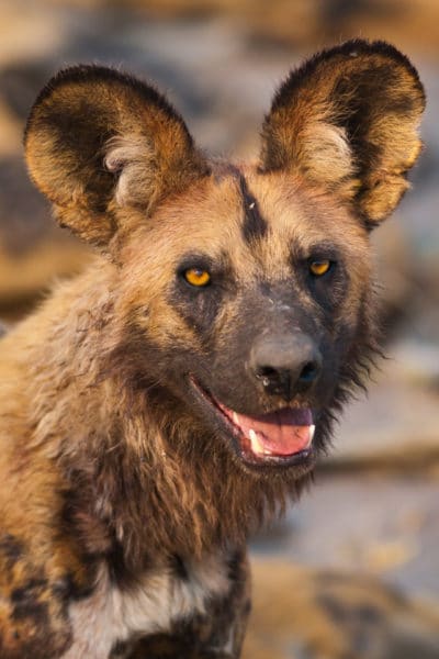 wilddogs-of-Serengeti